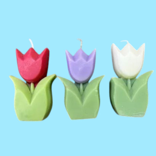 CANDELA TULIPAN 241113-6