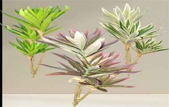 FLOR LIRIO 3RAMO