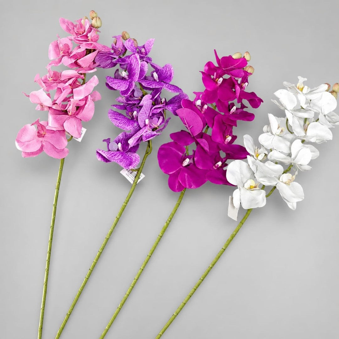 ORQUIDEA WZC COLOR