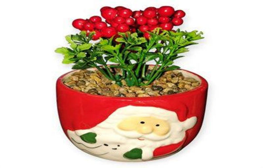 BONSAI NAVIDAD COLACHO