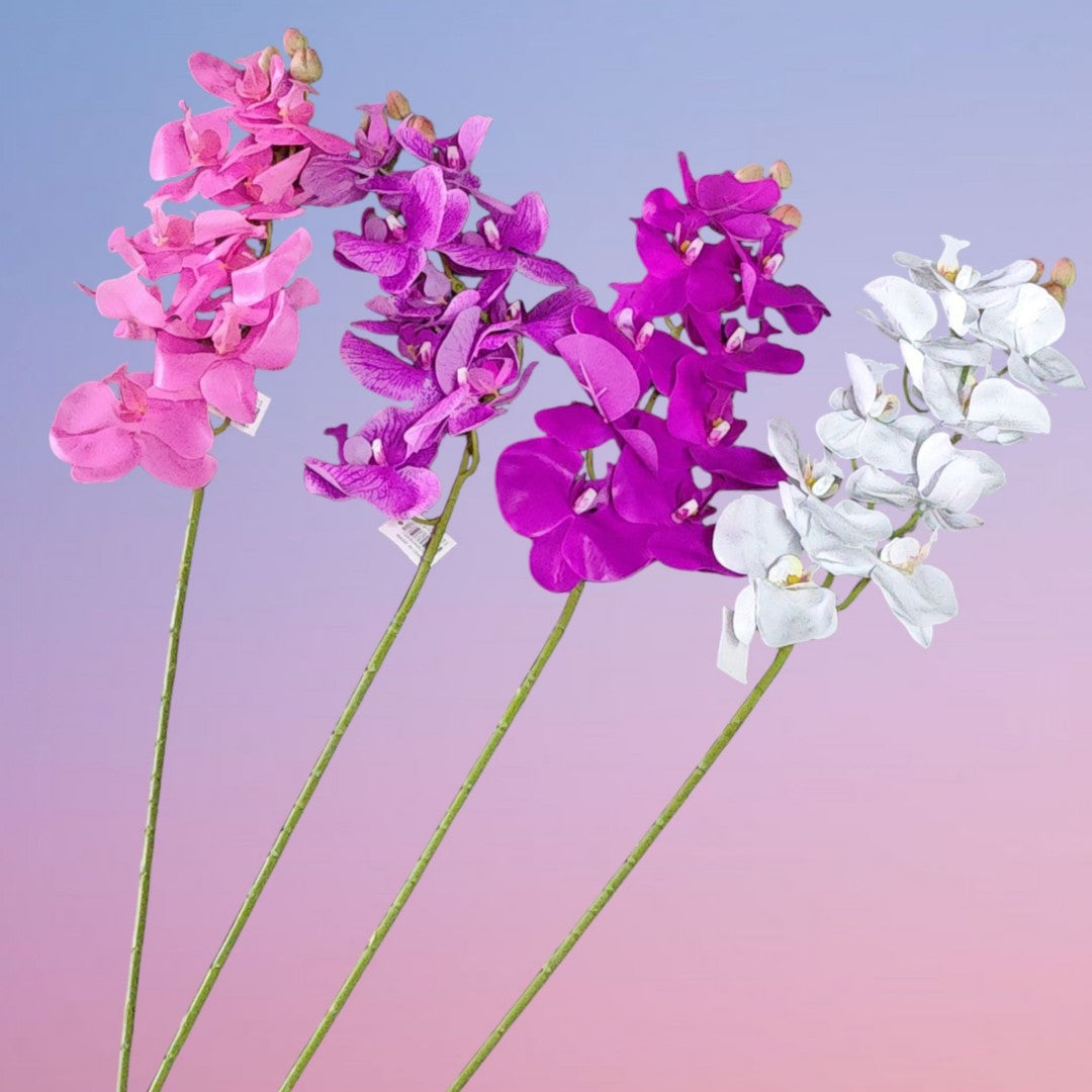 ORQUIDEA WZC COLOR